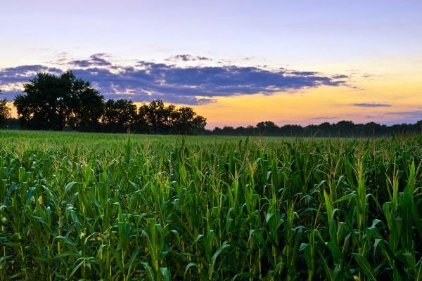 Sunset over grassy field in Oreana, IL
